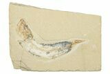 Cretaceous Fossil Fish (Armigatus?) - Lebanon #258868-1